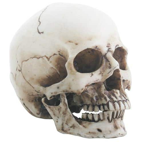 Small Human Resin Skull